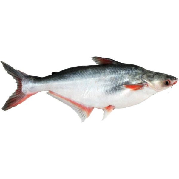 PANGASIUS