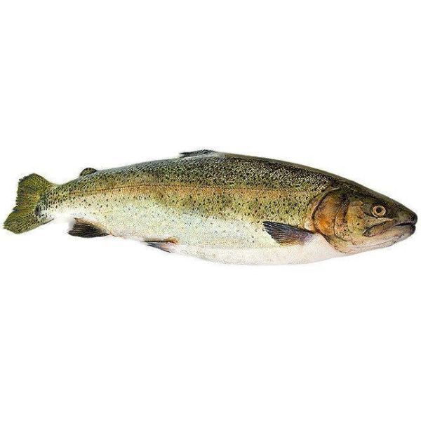 Photo of Brown Trout