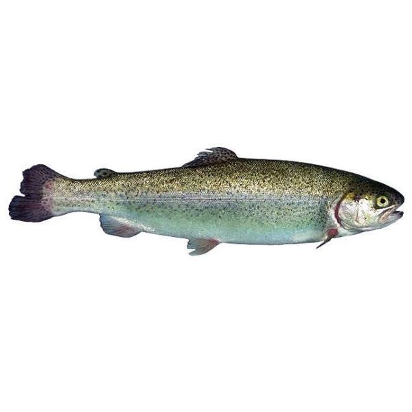Photo of Rainbow Trout