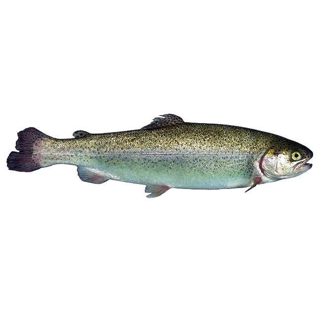 Rainbow trout