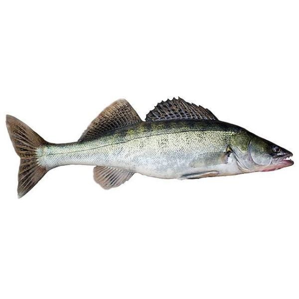 Photo of Zander
