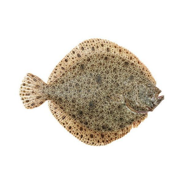 TURBOT