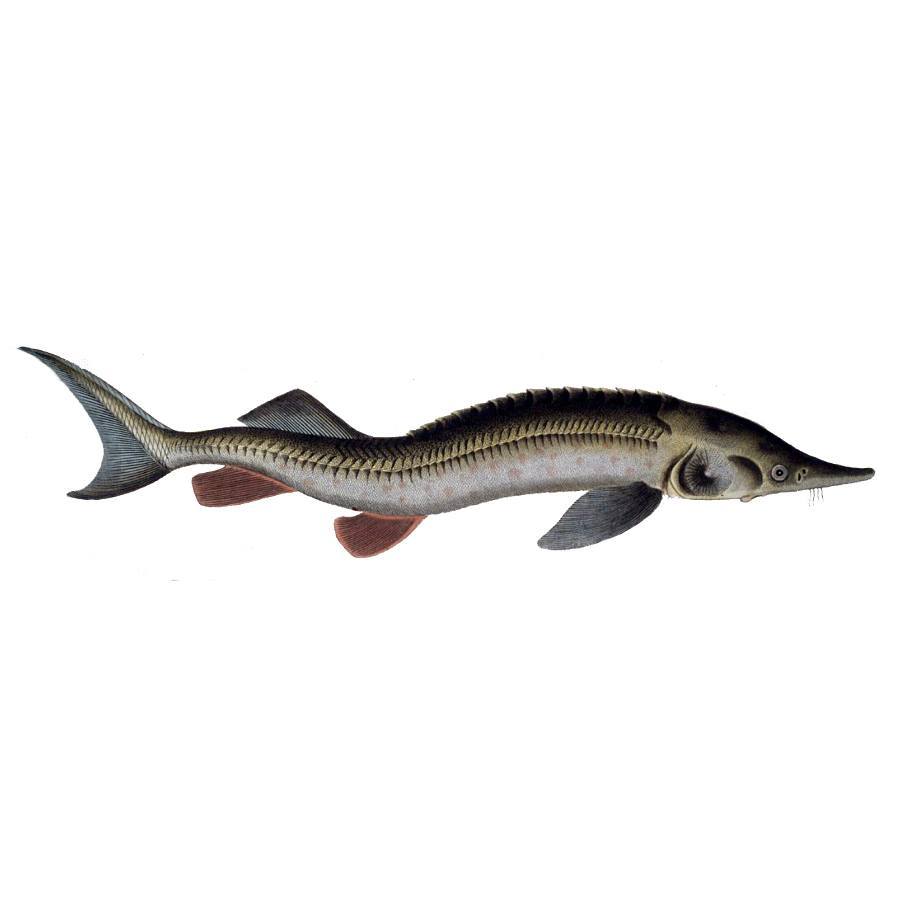 Sterlet fish