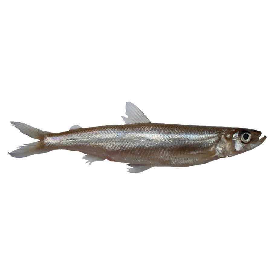 Smelt dish
