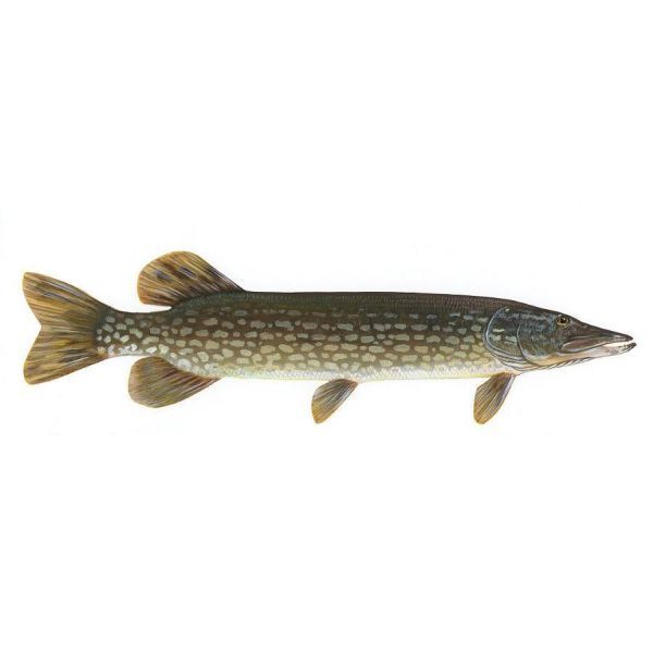 PIKE