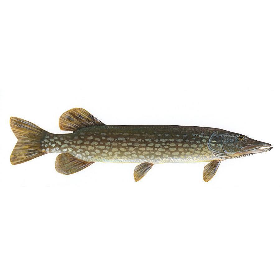 Pike