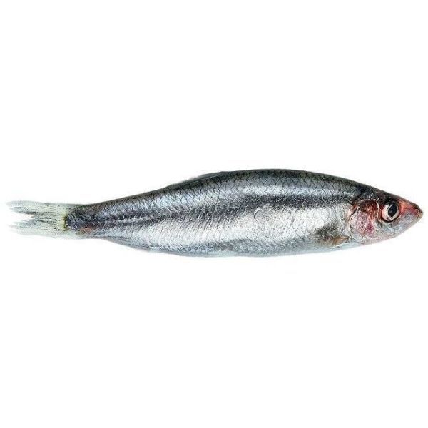 Photo of Sprat