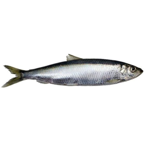 Photo of Herring