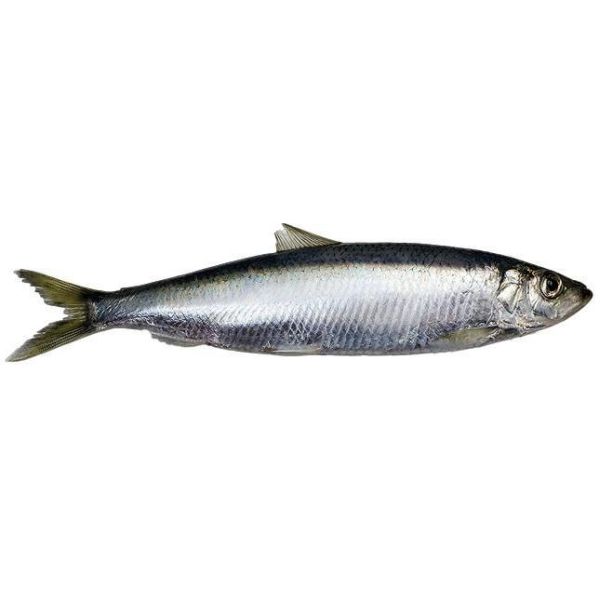 HERRING