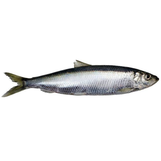 Herring