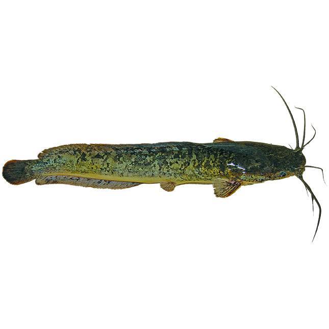 Cooked North African Catfish