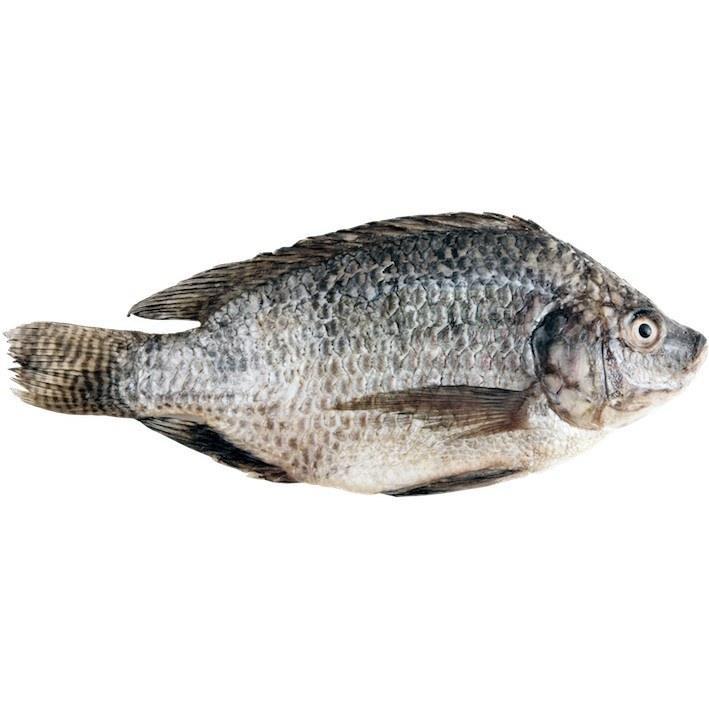 Tilapia fish