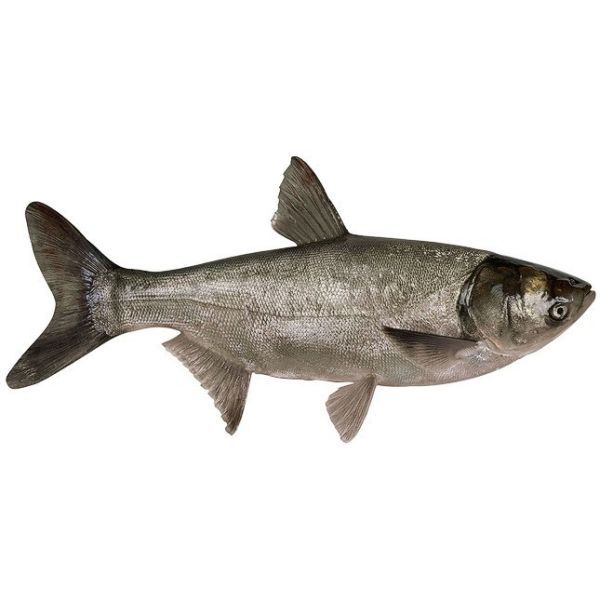 SILVER CARP