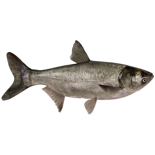 Silver carp