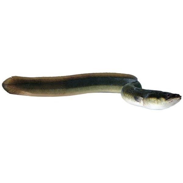 EEL