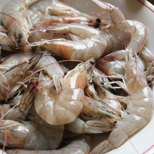 CARIDEAN SHRIMP