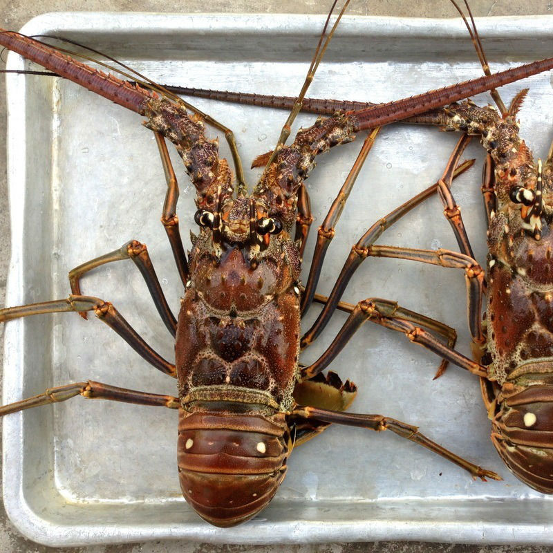 Spiny lobster