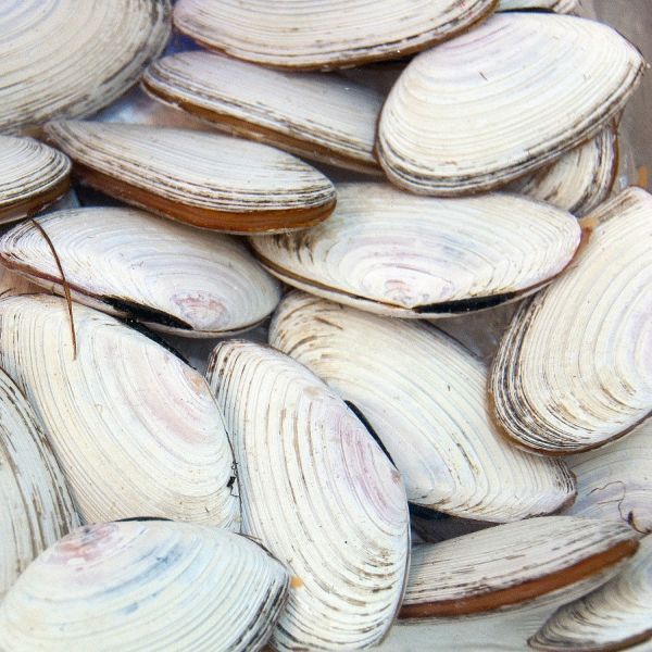 CLAMS