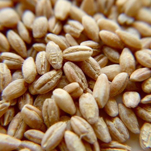 BARLEY