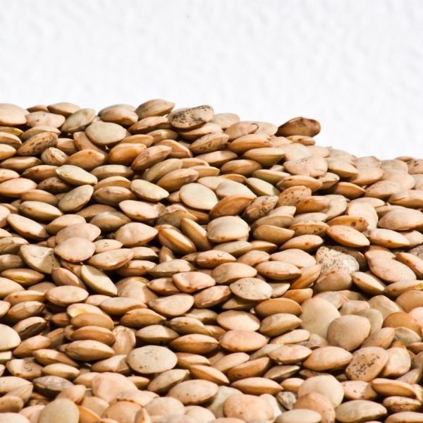 Photo of LENTILS