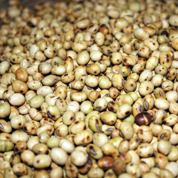 Photo of SOYBEANS