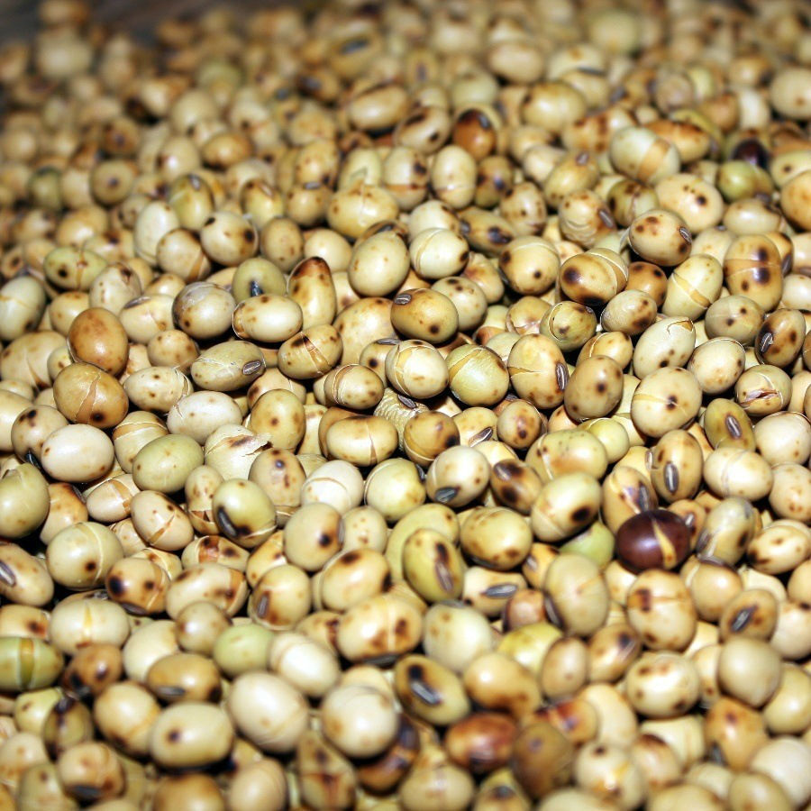 Image of soybeans