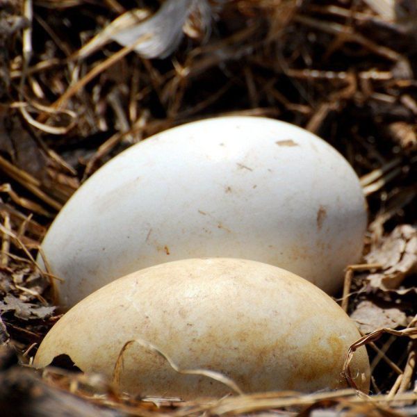 GOOSE EGGS