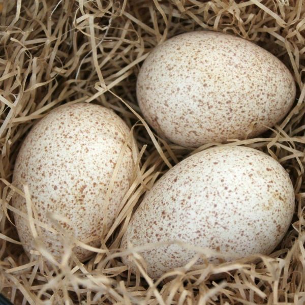 Turkey Eggs