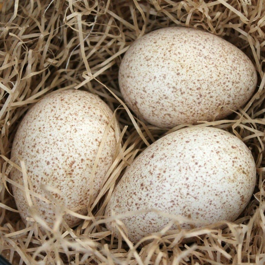 Turkey eggs