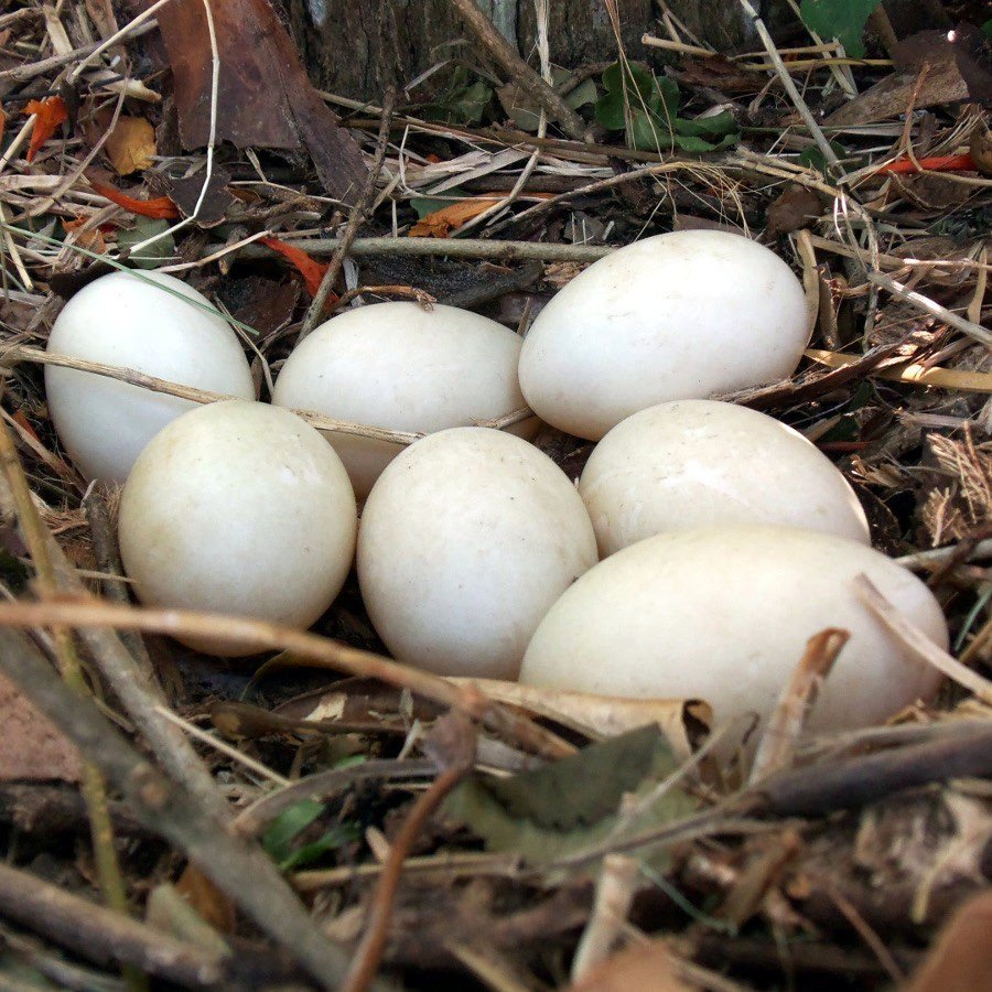 duck eggs