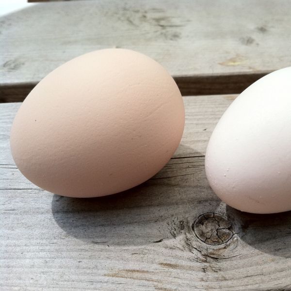 Hen Eggs