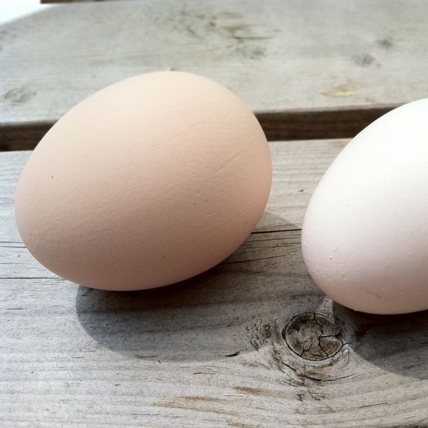 HEN EGGS