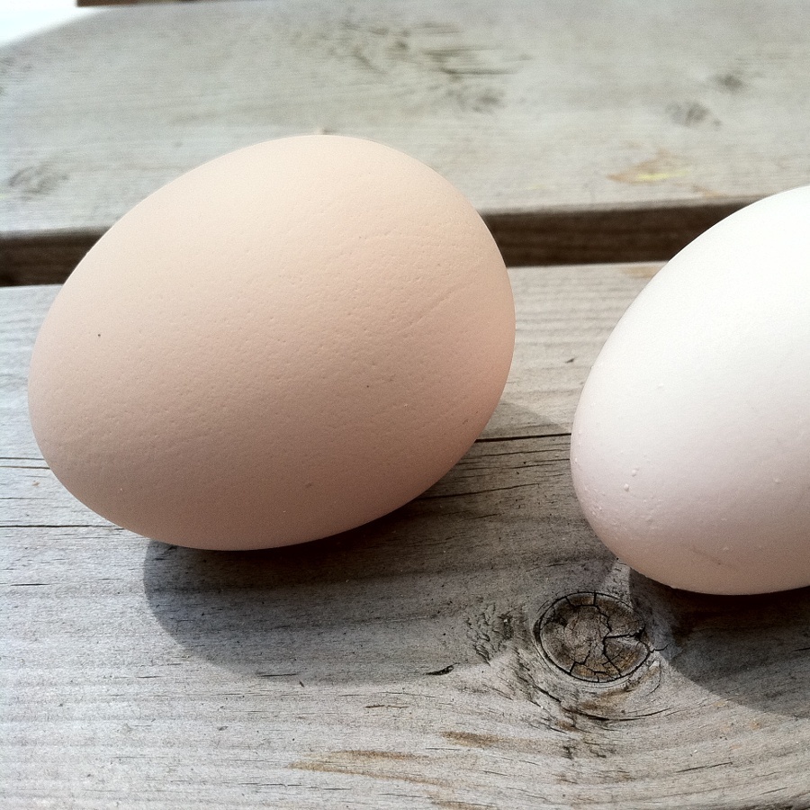 Hen eggs