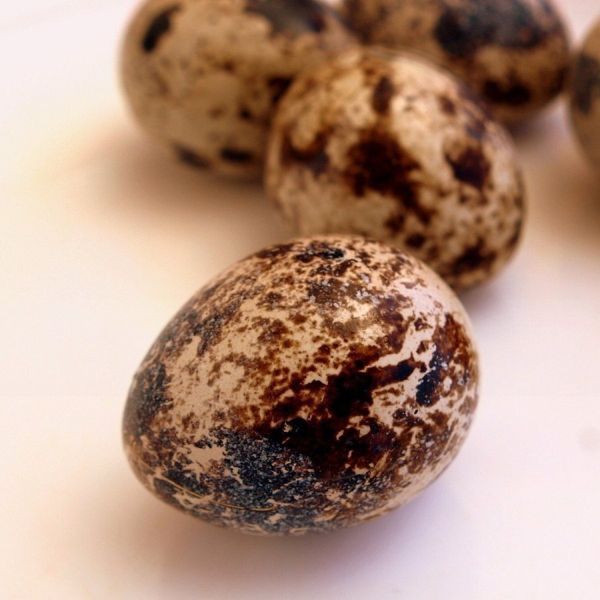 QUAIL EGGS