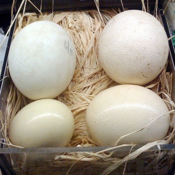 OSTRICH EGGS