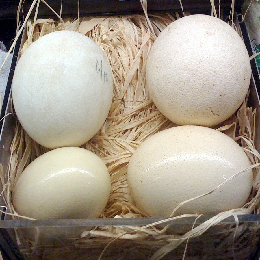 Ostrich egg