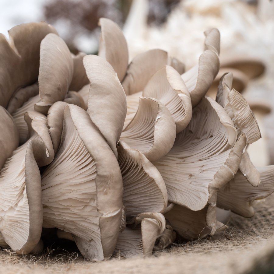 Oyster Mushrooms