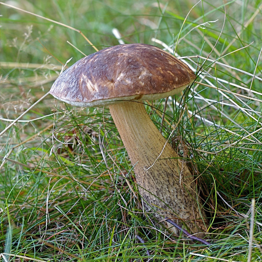 Birch bolete mushrooms